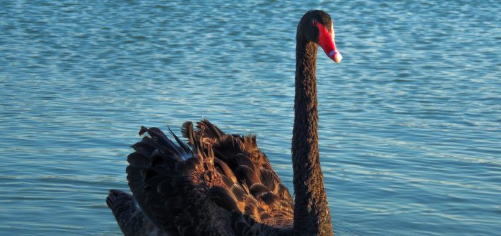 Black Swan