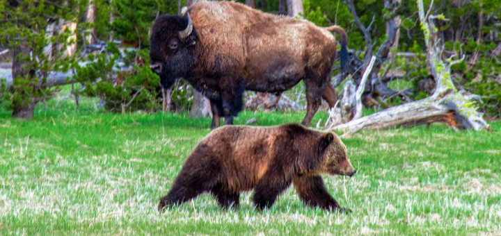 Bulle und Bär